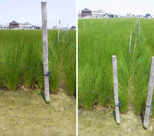 ▲5月21日 ひのはるかの田んぼの様子