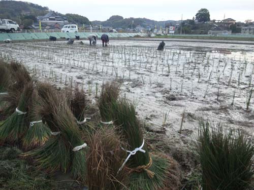 『びんご畳表』　のい草の植え付けが始まりました。