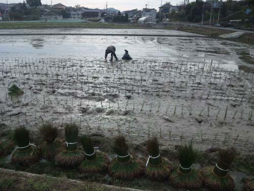 『びんご畳表』　のい草の植え付けが始まりました。